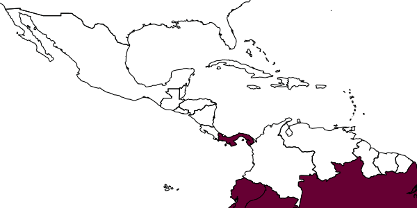 map of Rhopalum mycenum     Leclercq, 2002
